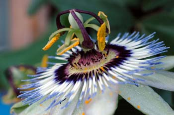 Passion Flower